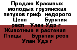 Продаю.Красивых,молодых грузинских петухов(гриф)(недорого) › Цена ­ 500 - Бурятия респ., Улан-Удэ г. Животные и растения » Птицы   . Бурятия респ.,Улан-Удэ г.